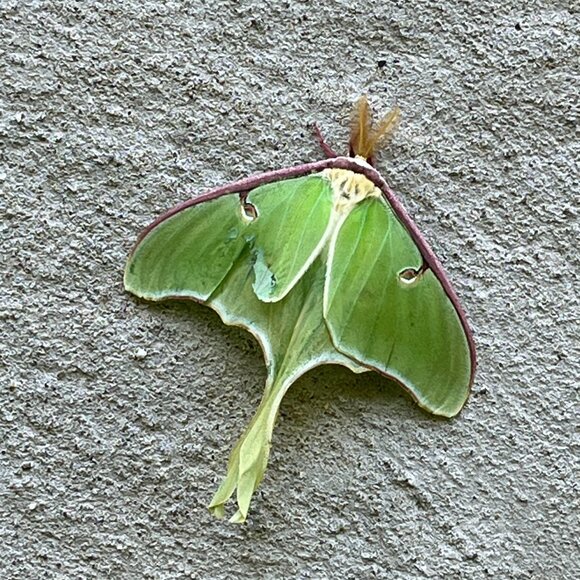 Meet your Posher, Bethany - Picture 1 of 1